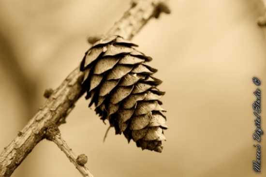 Herfst